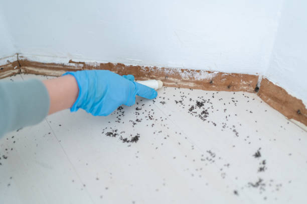 Best Termite Control Services  in Jessup, PA
